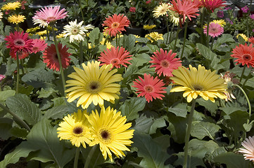 Image showing Gerberas