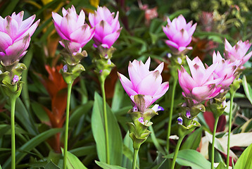 Image showing Violet Flowers