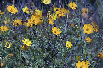 Image showing Yellow Flowers