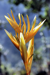 Image showing Orange Flower