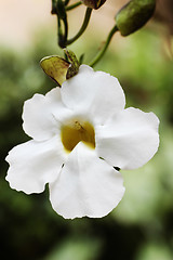 Image showing White Flower