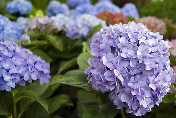 Image showing Blue Flowers