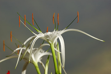 Image showing White Flower