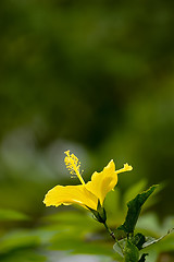 Image showing Yellow Gumamela Flower