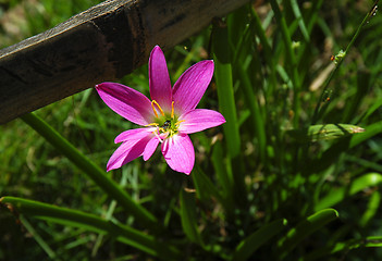 Image showing Bee on Flower