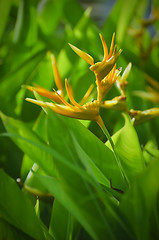 Image showing OrangeFlower