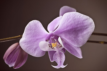 Image showing Orchid