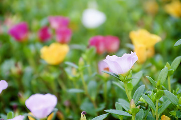 Image showing Flowers