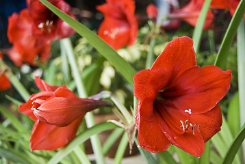 Image showing Red Flowers