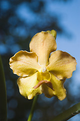 Image showing Yellow Flower