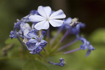 Image showing Small Blue Flowers