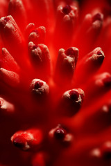 Image showing  Red Flower