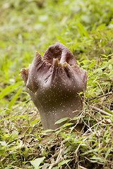 Image showing Rafflesia