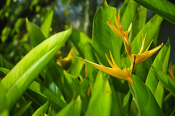 Image showing Orange Flower