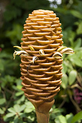 Image showing Hardy Cone Flower