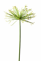 Image showing Lone Flower