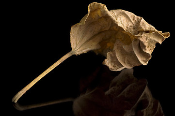 Image showing Dry Leaf