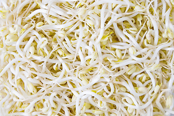 Image showing Soy Sprouts