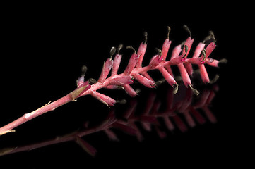 Image showing Pink Flowers