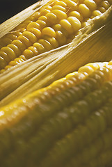 Image showing Corn