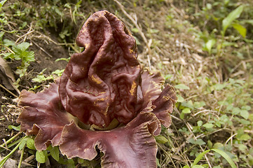 Image showing Rafflesia