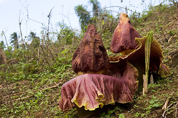 Image showing Rafflesia