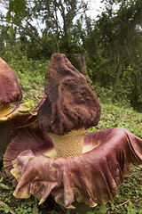 Image showing Rafflesia