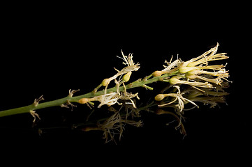 Image showing Small Flowers