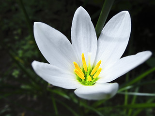 Image showing White Flower