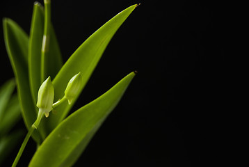 Image showing Orchid Buds