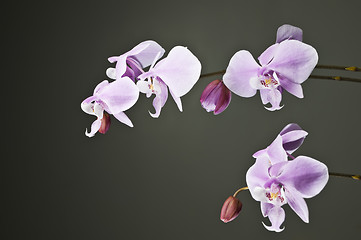 Image showing White Orchid