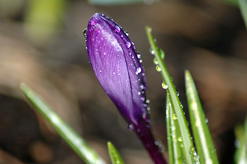 Image showing Wet Crocus