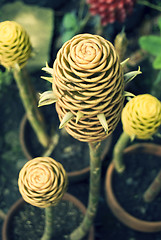Image showing Hardy Cone Flower