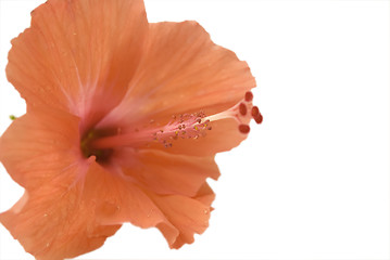 Image showing Gumamela Flower
