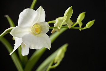 Image showing White Orchid