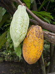 Image showing Cacao Fruit