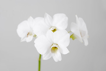 Image showing White Flowers