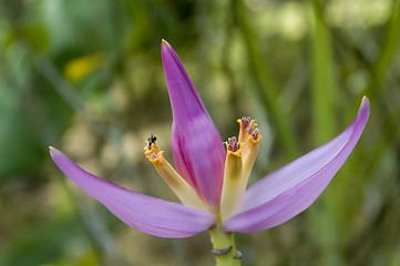 Image showing Banana Flower