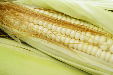Image showing Corn Cob