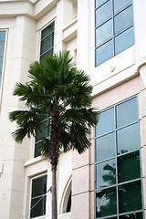 Image showing Palm tree