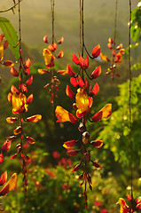 Image showing Vine Flowers