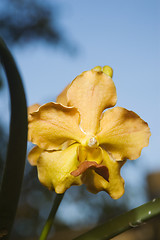 Image showing Yellow Flower