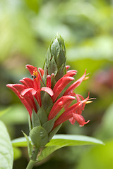 Image showing Red Flower