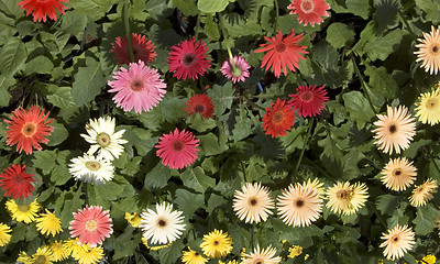 Image showing Gerberas