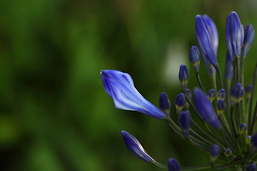 Image showing Blue flowers