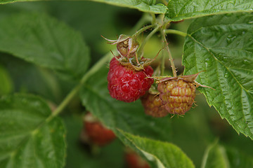 Image showing Raspberries in garden