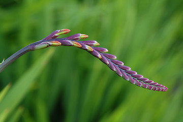 Image showing Flower buds