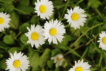 Image showing White daisies