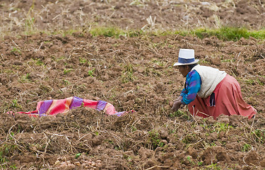 Image showing Potato harvest