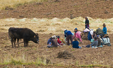 Image showing Potato harvest